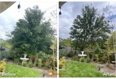 Dario Tree Trimming