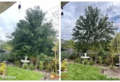 Dario Tree Trimming