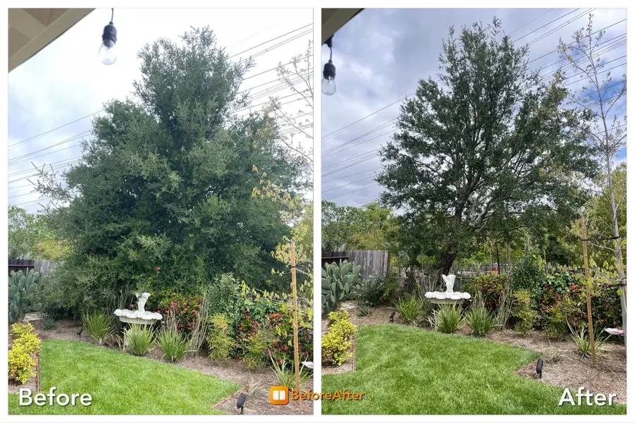 Dario Tree Trimming