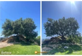 Dario Tree Trimming