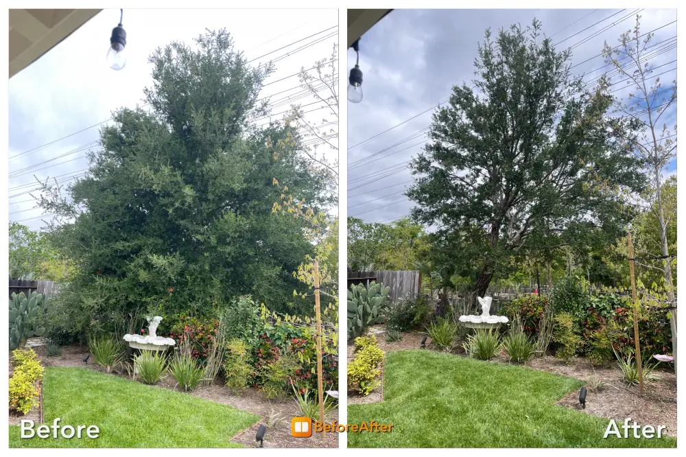 Dario Tree Trimming