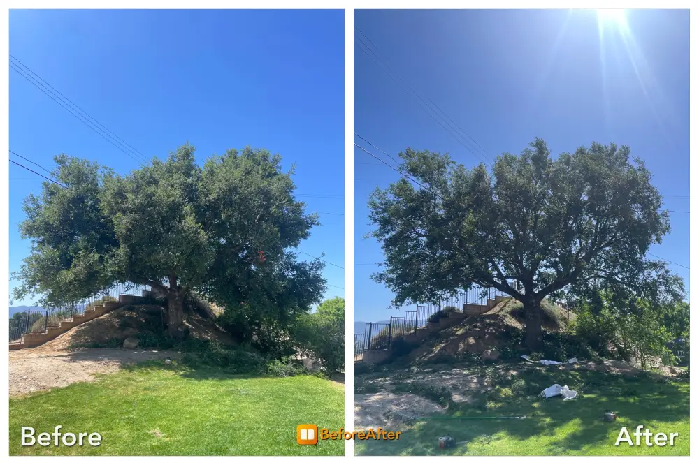 Dario Tree Trimming